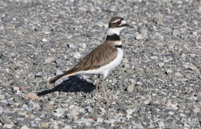 killdeer